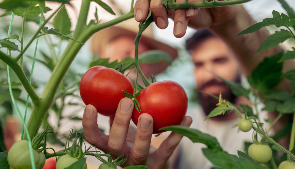 El nombre “tomate” procede del náhuatl tomatl, mientras que “chocolate” también tiene raíces mesoamericanas.