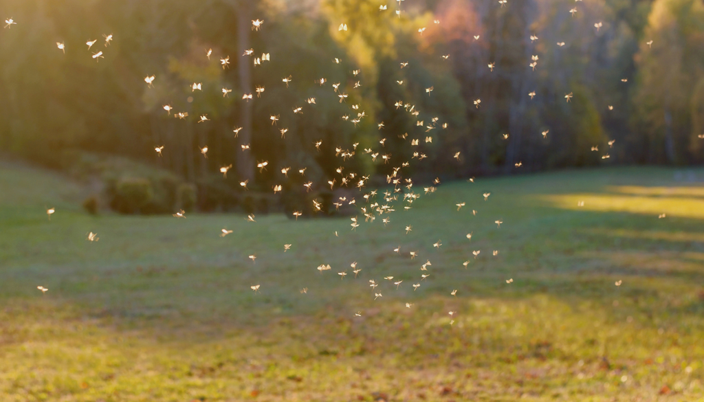 Los mosquitos pueden completar parte de su ciclo de vida en recipientes muy pequeños, por eso un plato de maceta olvidado puede convertirse en problema. Los mosquitos pueden completar parte de su ciclo de vida en recipientes muy pequeños, por eso un plato de maceta olvidado puede convertirse en problema.