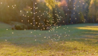 6 plantas que ayudan a ahuyentar mosquitos en temporada de lluvias
