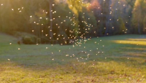 6 plantas que ayudan a ahuyentar mosquitos en temporada de lluvias