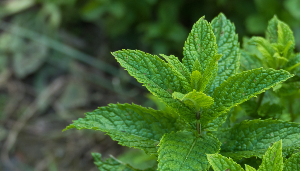La menta crece rapidísimo, así que es buena idea podarla seguido. Además, las podas te dan hojas frescas para preparar infusiones o darle sabor al agua. La menta crece rapidísimo, así que es buena idea podarla seguido. Además, las podas te dan hojas frescas para preparar infusiones o darle sabor al agua.