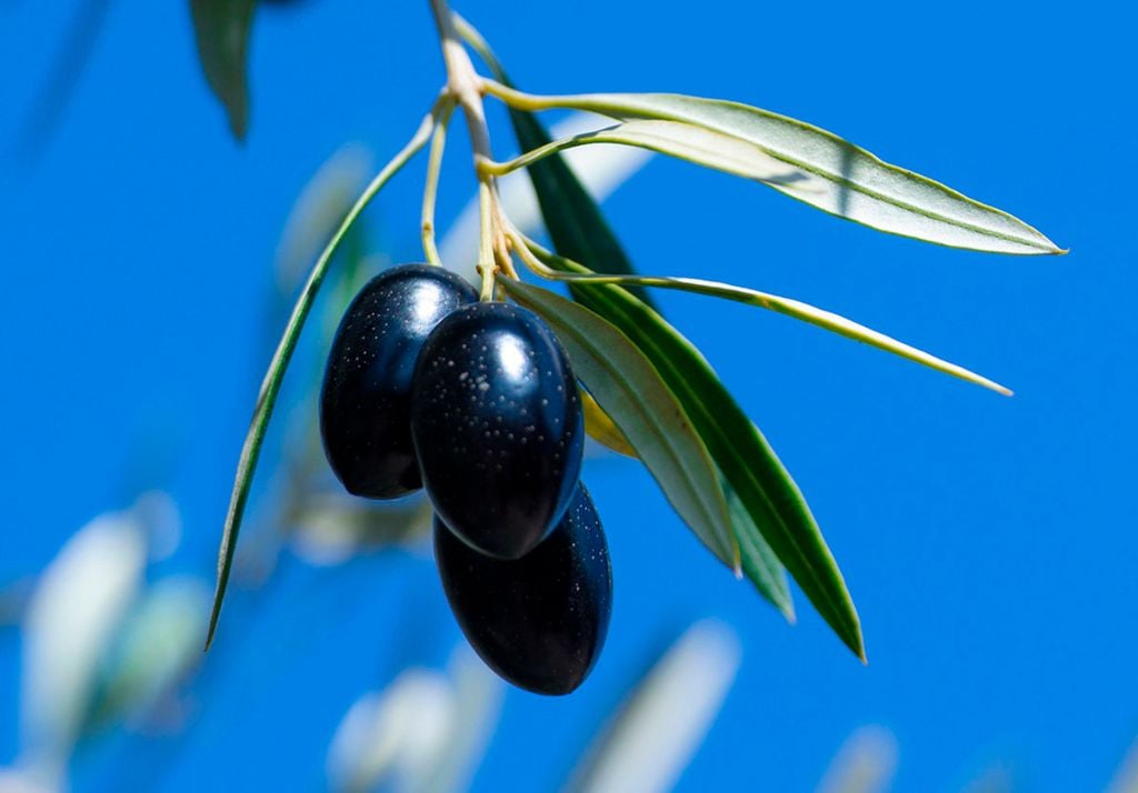 Dentro de los productos con D.O como la aceituna de azapa, están la sandía de paine, el ajo chilote y la sal de cahuil, entre otros.Imagen: aceitunadeazapa.cl