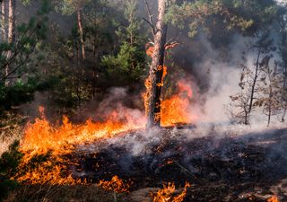 6 regiones presentan más incendios forestales que en temporada pasada