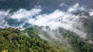 La nueva teoría sobre la lluvia tropical divide a los científicos: la bomba biótica