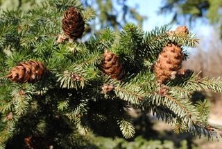 A large tree symbolizing growth and vitality.