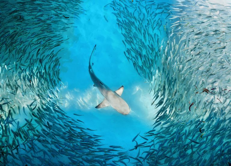 6ème extinction de masse ? 28% des espèces animales menacé ! 6ème extinction de masse ? 28% des espèces animales menacé !