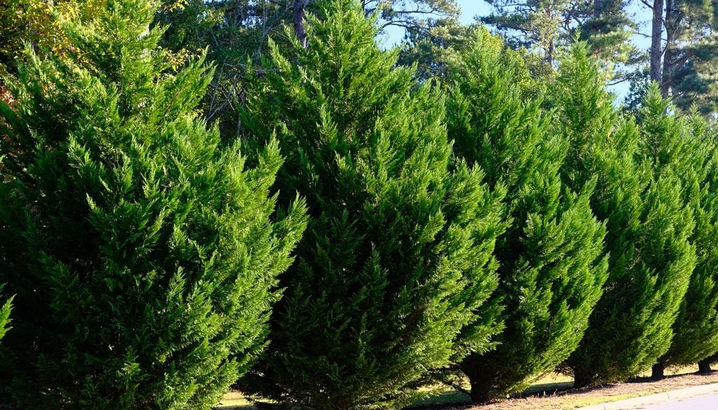 Algunas plantas crecen rápido; otras se encargan de cerrar los espacios.