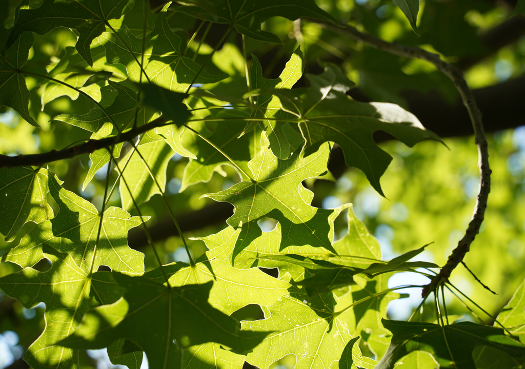 El plátano oriental o o plátano de sombra, crece hasta 30 metros de alto. El plátano oriental o o plátano de sombra, crece hasta 30 metros de alto.