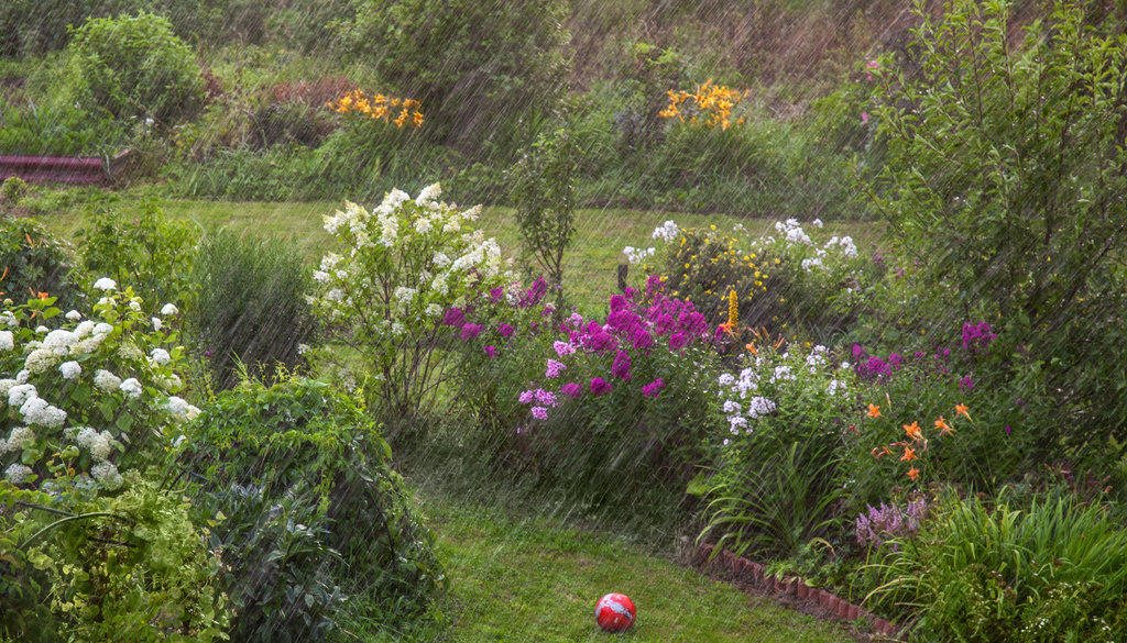 Las plantas con hojas grandes, como platanillos o alocasias, suelen rasgarse más con el viento porque funcionan como pequeñas velas. Una hora de preparación puede ahorrarte semanas de recuperación después de la tormenta.