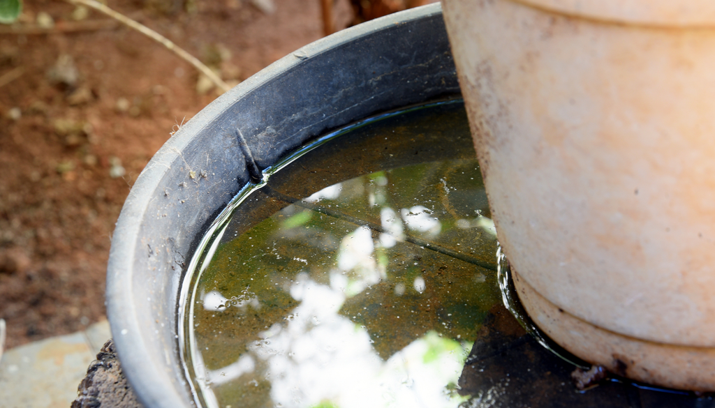 Después de lluvias intensas, los mosquitos pueden reproducirse en tapas, platos de maceta y cubetas con apenas poca agua estancada. Después de lluvias intensas, los mosquitos pueden reproducirse en tapas, platos de maceta y cubetas con apenas poca agua estancada.