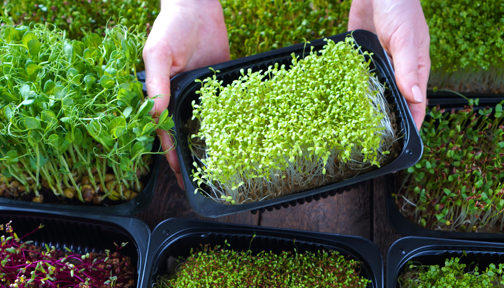 El error más habitual al cultivar microgreens es encharcarlos; así que la recomendación es usar atomizador los primeros días. El error más habitual al cultivar microgreens es encharcarlos; así que la recomendación es usar atomizador los primeros días.