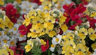 7 flores chiquitas que llenan el balcón de color en muy pocos días (y viven felices en maceta)