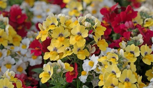 7 flores chiquitas que llenan el balc&oacute;n de color en muy pocos d&iacute;as (y viven felices en maceta)