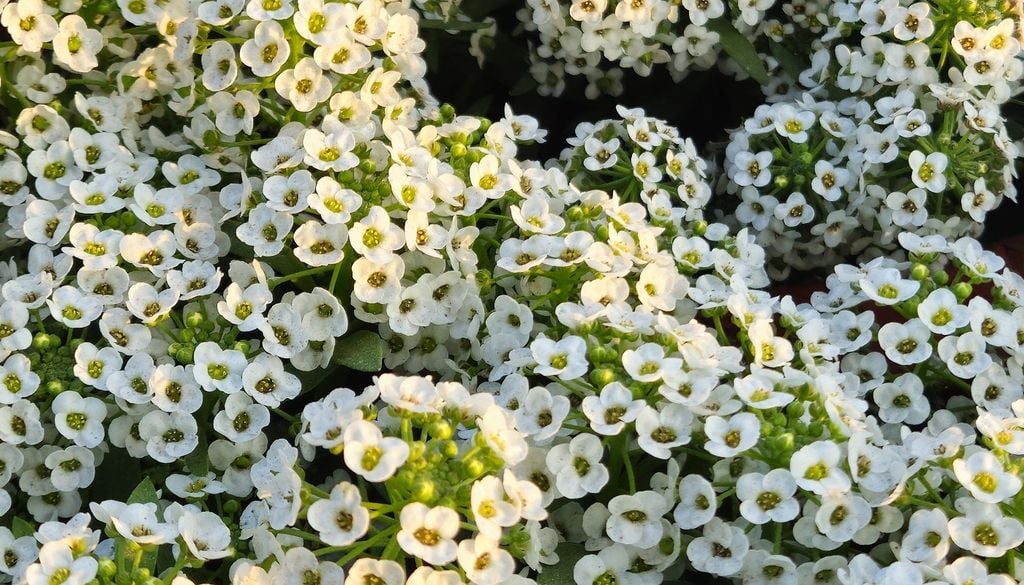 plantas Una nube baja de flores diminutas que perfuma el balcón y se expande sin pedir demasiado.