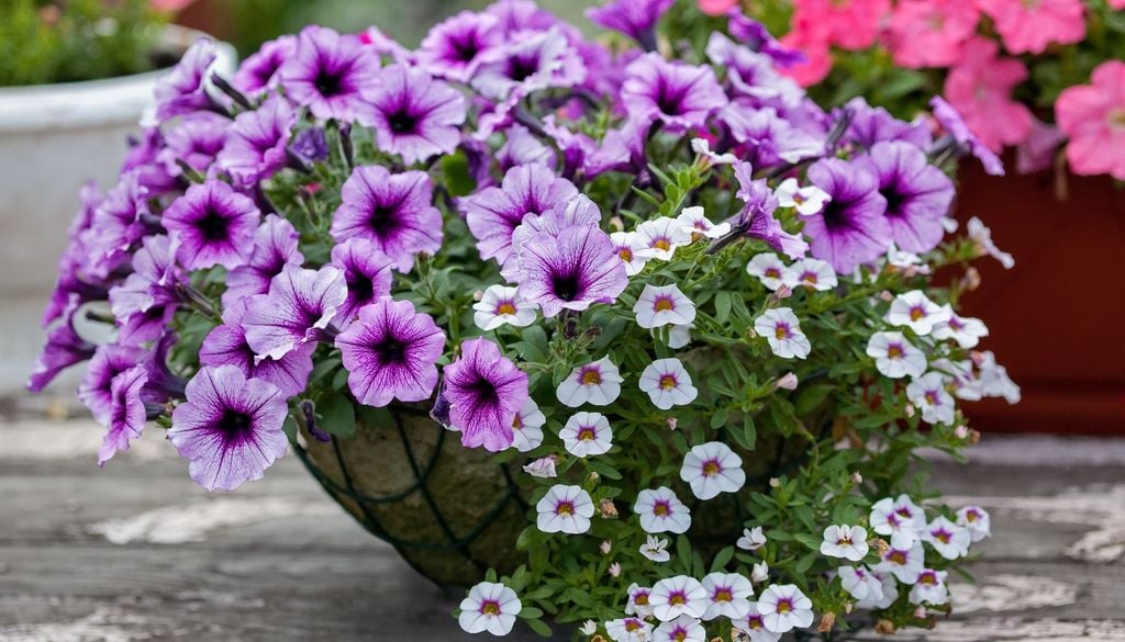 plantas Una de las especies más generosas para balcones soleados, con floración casi ininterrumpida.