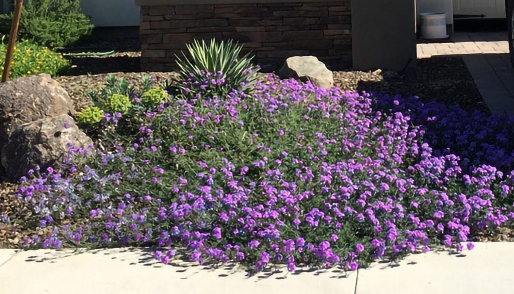 plantas Racimos compactos que parecen no detenerse nunca y atraen mariposas en pleno verano. Crédito imagen: Jardín Urbano