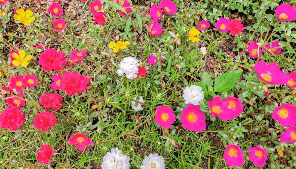 plantas Flores que se abren con el sol y encienden el balcón como pequeños destellos.