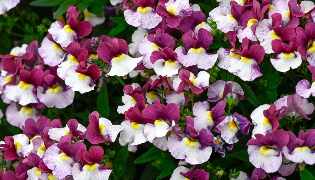 plantas Un despliegue compacto de color que responde rápido en temporadas frescas.