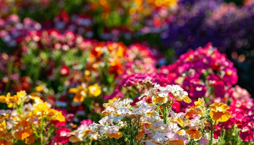 plantas Plantas de ciclo veloz y flores diminutas que construyen paisajes completos en pocos días.