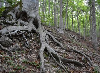 7 luglio, due anni dal riconoscimento UNESCO per le faggete italiane