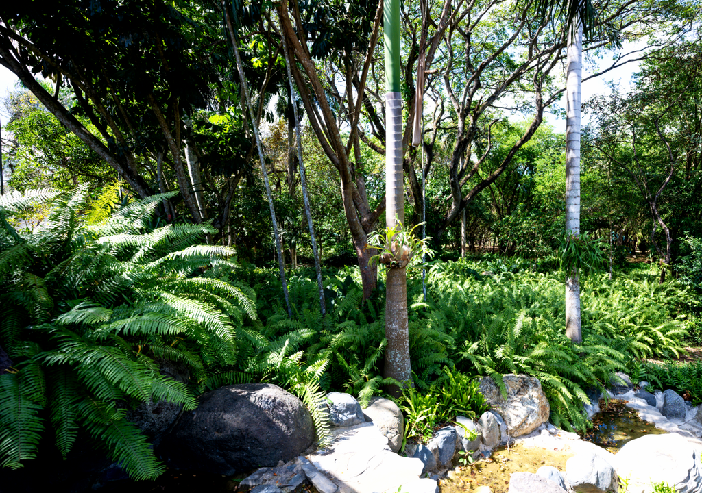 Los helechos se destacan exuberantes en jardines sombreados.