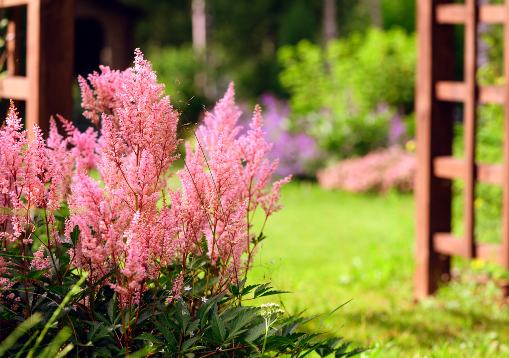 La astilbe se destaca como un punto de color delicado en medio del jardín.