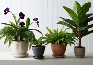 7 plantas perfectas para los espacios oscuros de tu casa