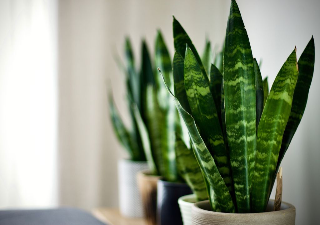 plantas, decoración