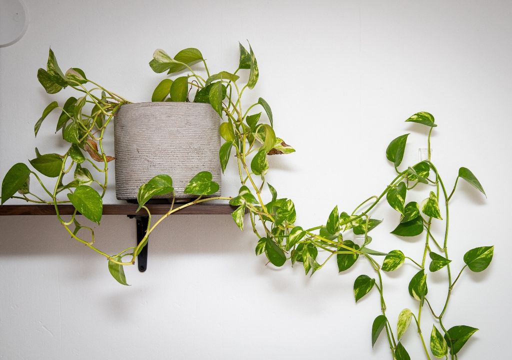 plantas, decoración