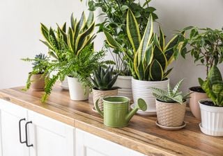 7 plantas perfectas para reducir la humedad y mejorar el clima de tu hogar 