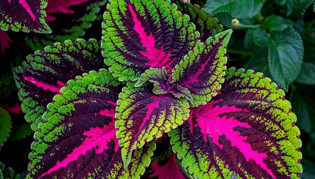 El coleo suma color intenso en sombra con hojas que parecen pintadas a mano.