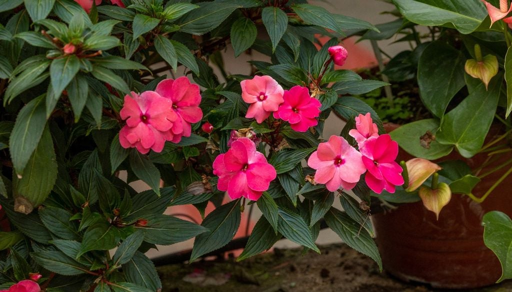 Flores constantes y colores vivos incluso en rincones con muy poca luz.