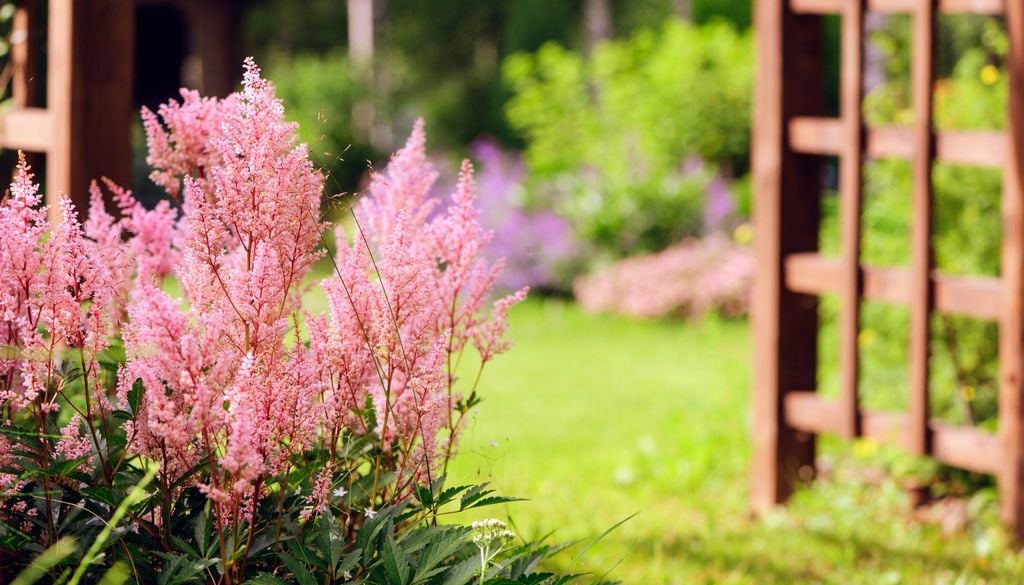 Sus plumas florales elevan la altura del cantero y aportan movimiento en sombra.