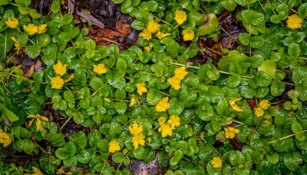 Cobertura rastrera que forma alfombras verdes y densas en poco tiempo.