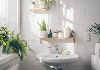 6 plantas resistentes al vapor ideales para decorar tu baño con estilo