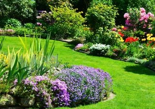 7 plantas violetas y púrpuras para llenar de color tu casa y tu jardín