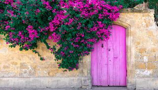 7 trepadoras ideales para sumar altura, color y un toque de elegancia a tu jard&iacute;n