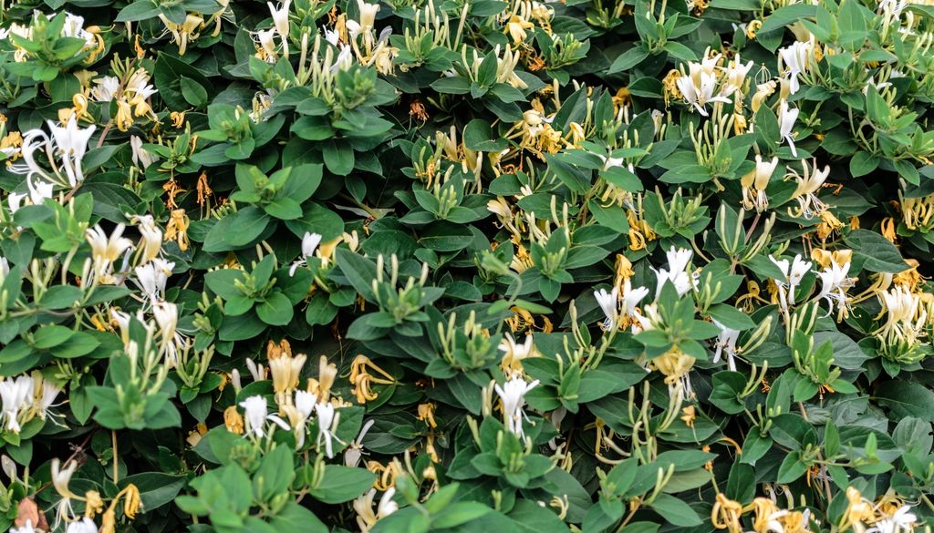 PLantas Flores perfumadas y delicadas que atraen polinizadores y llenan de vida cercos y pérgolas.
