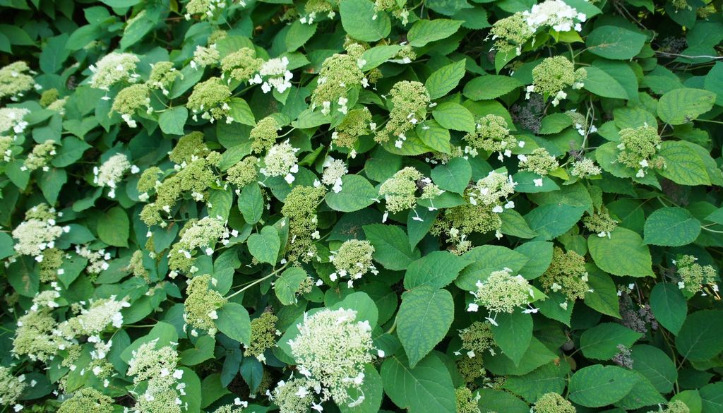 plantas Ideal para muros sombreados: crece lento, pero cubre con elegancia y flores suaves.