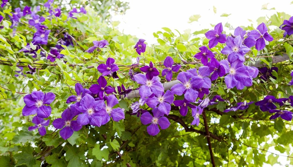 plantas Floración protagonista y colores variados para vestir estructuras con un toque ornamental.