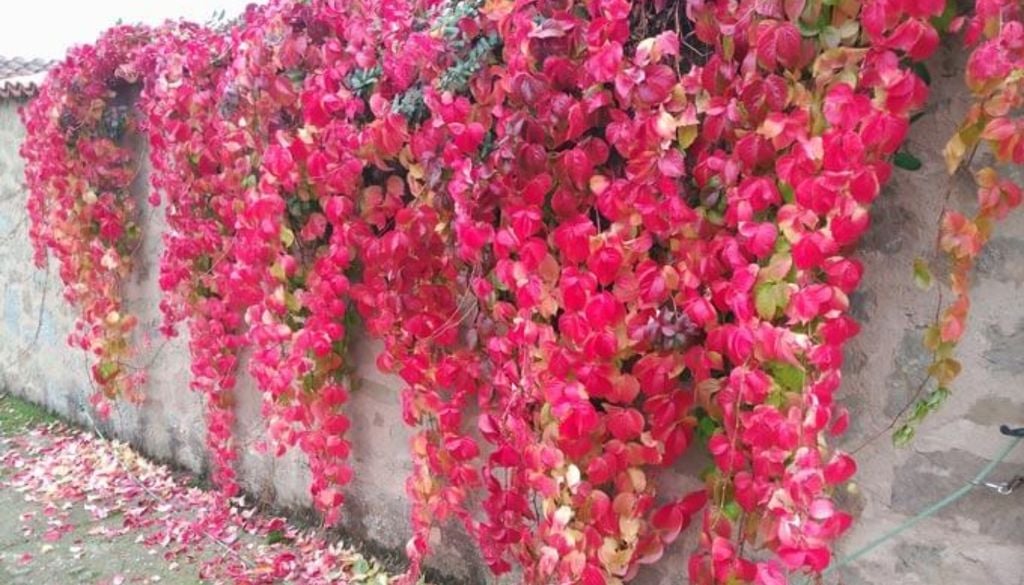 plantas En otoño, sus hojas rojas convierten cualquier pared en un espectáculo natural. Crédito imagen: Joseeljardinero