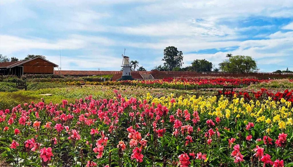 Holambra combina a forte herança da imigração holandesa com arquitetura charmosa, gastronomia típica e vastos campos floridos. Crédito: Divulgação.