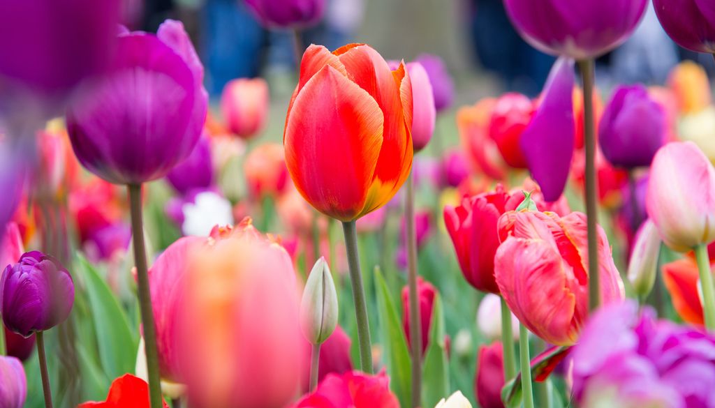 Tulipes fleurs jardin plantes La floraison des tulipes s'étend de mars à mai.