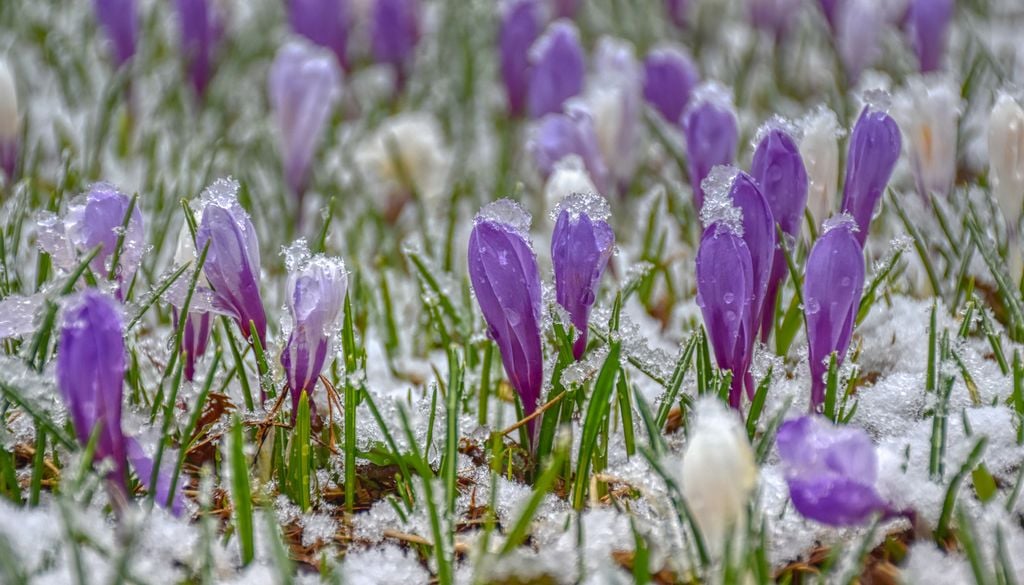 Crocus gel froid neige fleur jardin herbe hiver Les crocus comptent parmi les premières fleurs à éclore de l'année.