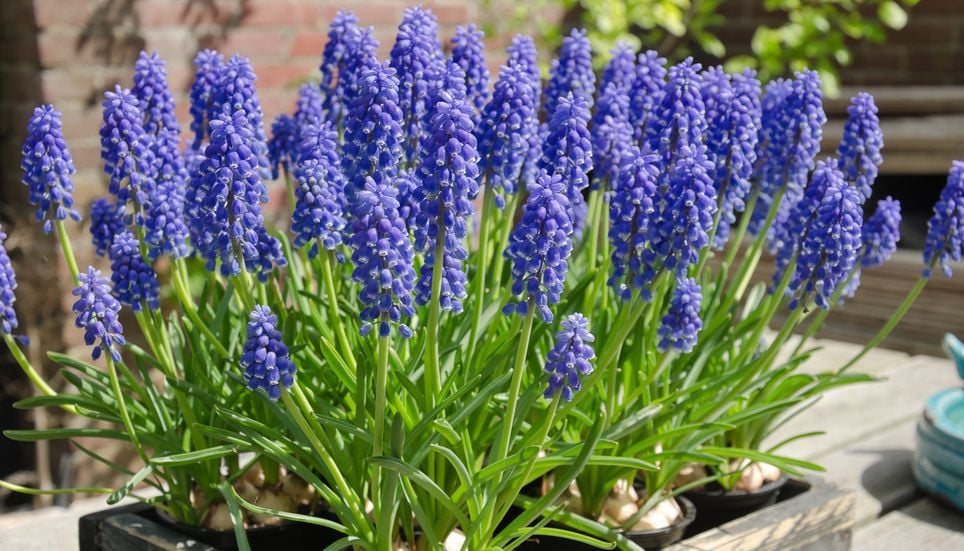 Muscari fleur bulbe jardin fleurs plantes