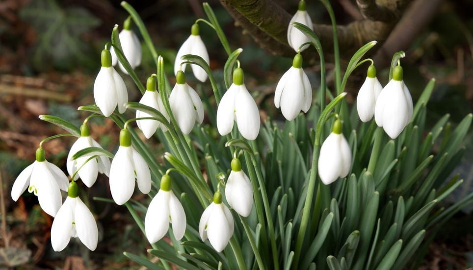 Perce-neige Fleurs plantes jardin