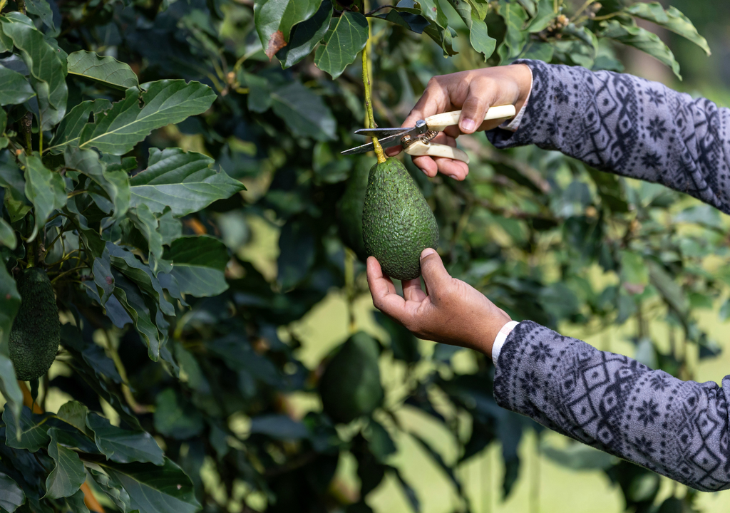 Una hectárea tecnificada puede producir hasta 12 toneladas de fruto durante todo el año.
