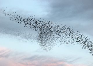 8 de mayo: Día mundial de las aves migratorias