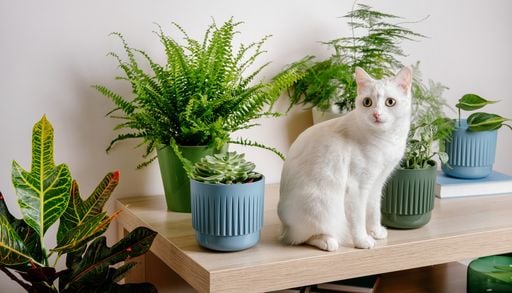 8 plantes pour votre foyer et surtout, non toxiques pour vos animaux