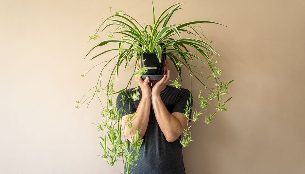 Chlorophytum plante araignée homme pot feuille verte On comprend mieux pourquoi le chlorophytum est aussi appelé plante araignée…